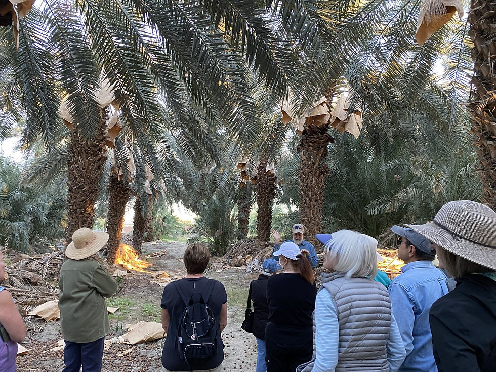 Desert Gardeners visiting Futterman’s Date Farm