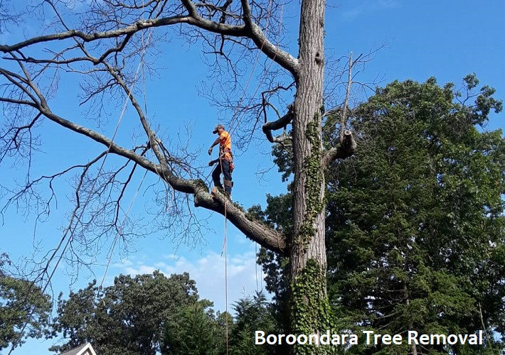 Boroondara Tree Removal