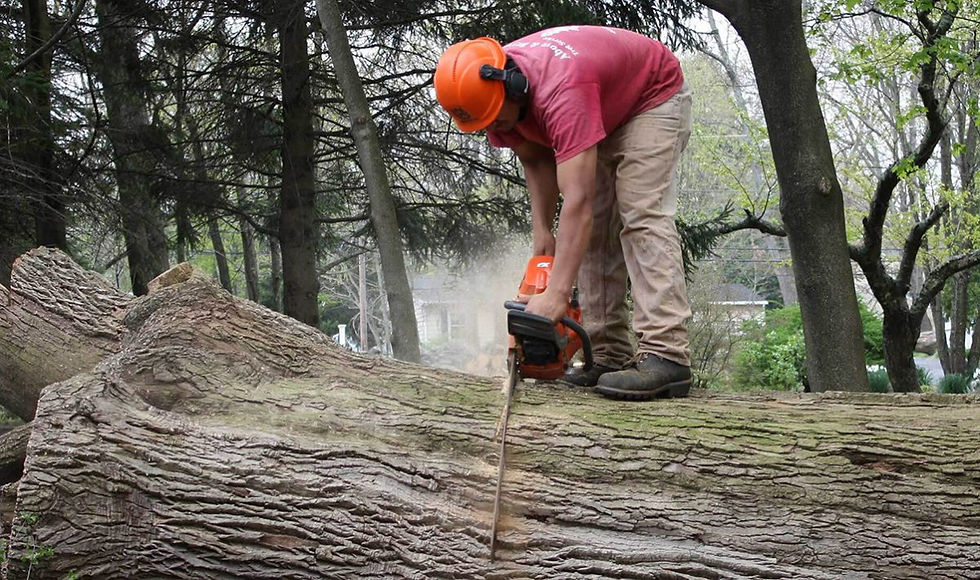 Warning Signs That Indicate Your Tree May Fall