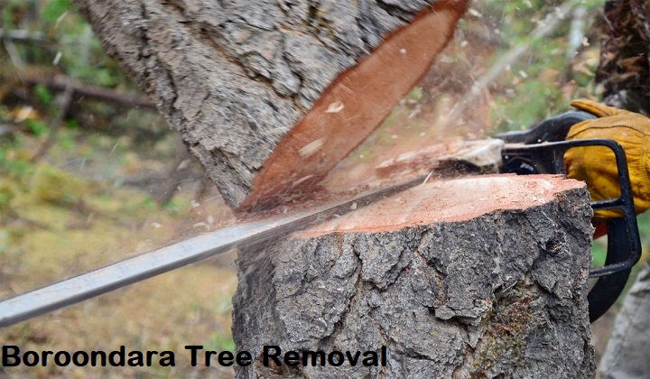 Boroondara Tree Removal