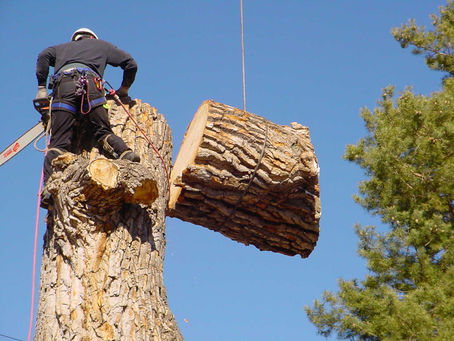 Reason To Opt For Tree Removal Near Swimming Pool