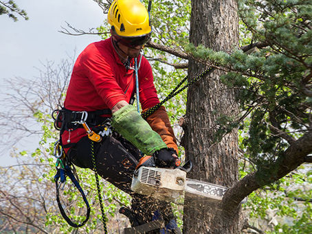 How To Get Rid of Excess Trees and Prune Thinning Tree Canopy?