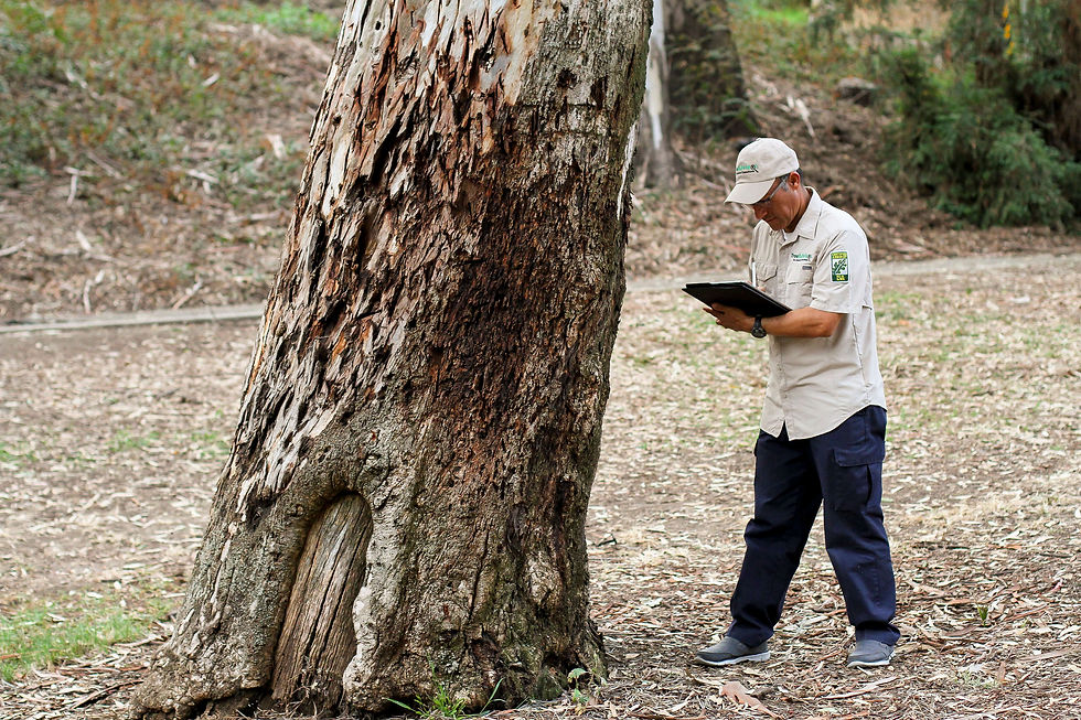 Why Should You Consider Professional Tree Removal Services?