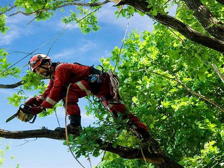 How to Remove Trees From Your Lawn without Damage or Herding