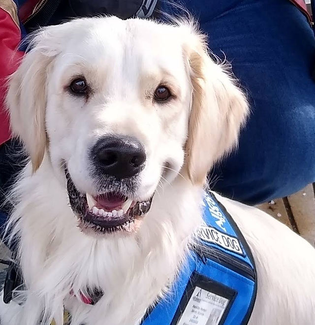How Long is Service Dog Training: Ultimate Guide to Timelines