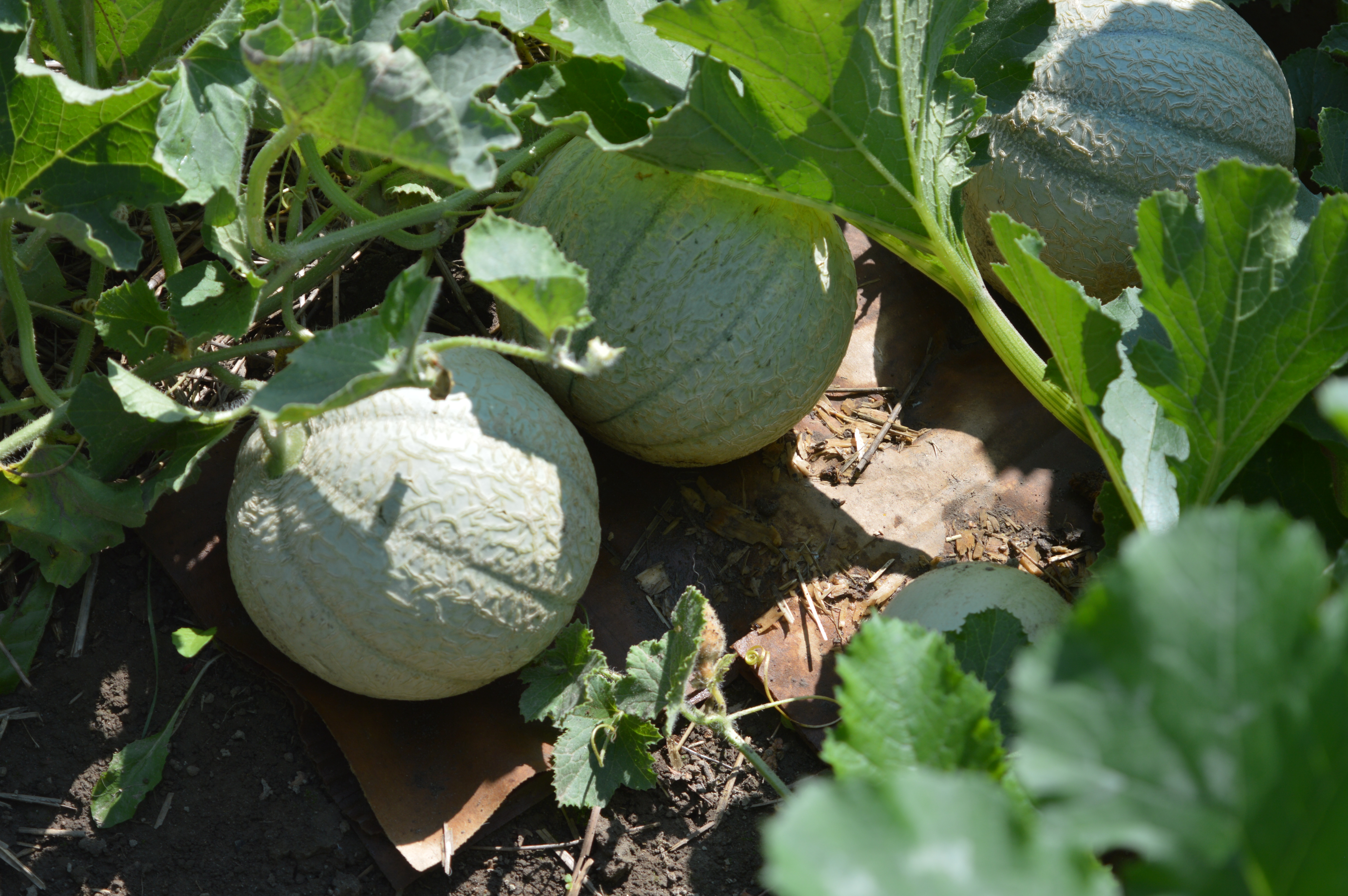 Pumpkins and Squash