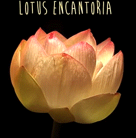 Lotus.GIF