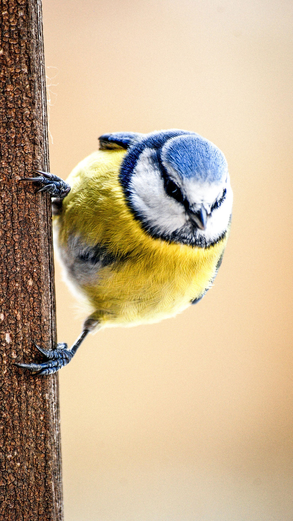 EN FAUNE