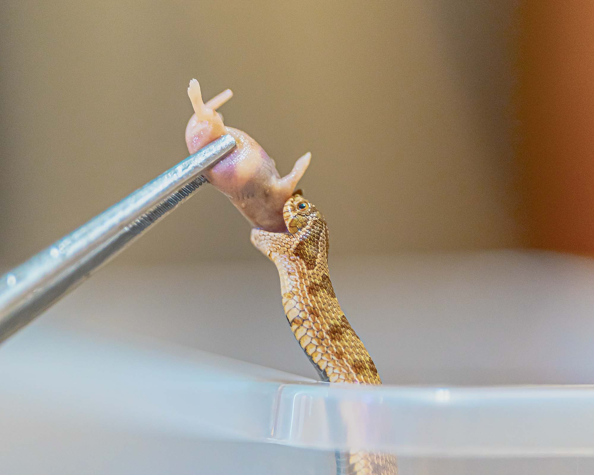 A hognose snake striking a pinkie mouse held by tongs, to eat.