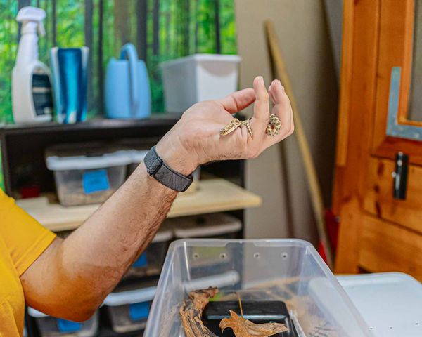An owner is holding a baby hognose snake in his reptile room