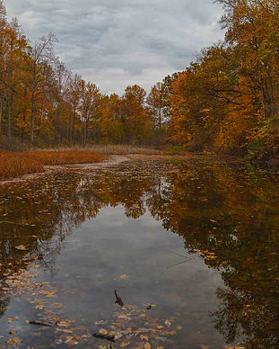 A view over the big lake at Fernwood botanical Gardens in Niles, Michigan during fall with orange leaves falling into the pond