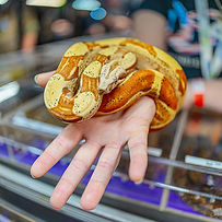 A person holds out an orange boa constrictor snake at the Tinley NARBC Reptile Expo, for the John Chausmer vendor table.