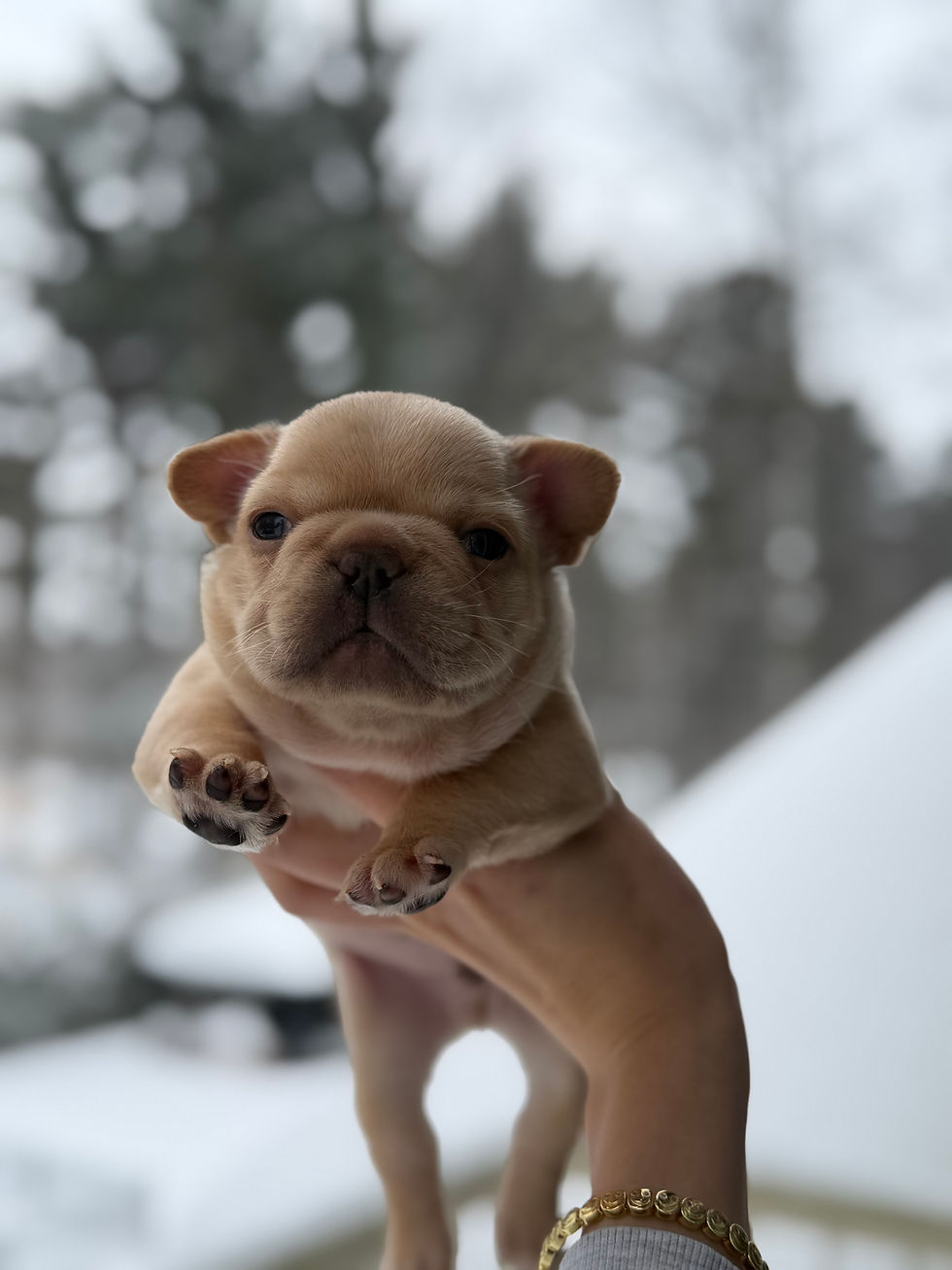 Thumbnail: BISCUIT