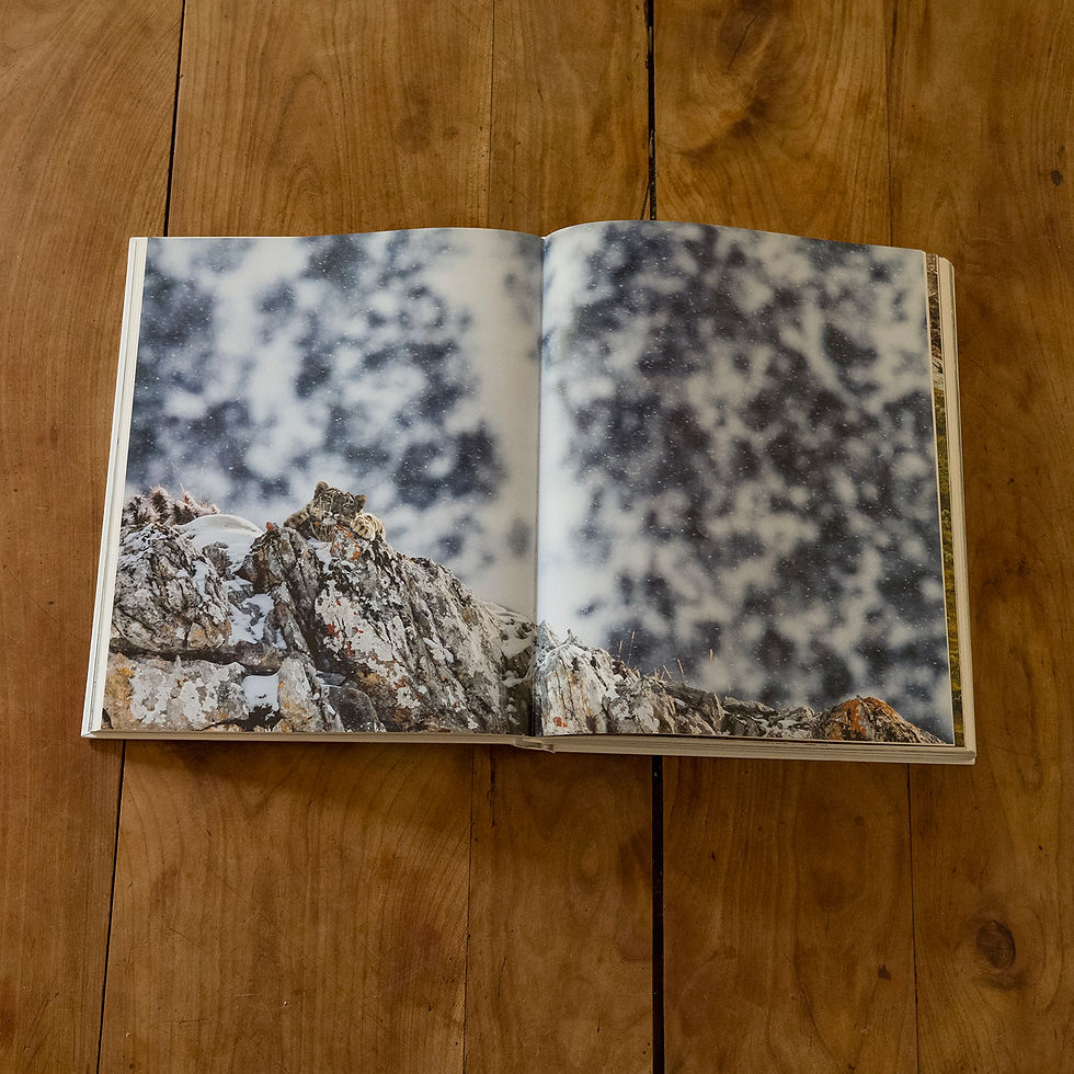 Miniature : Panthère des neiges