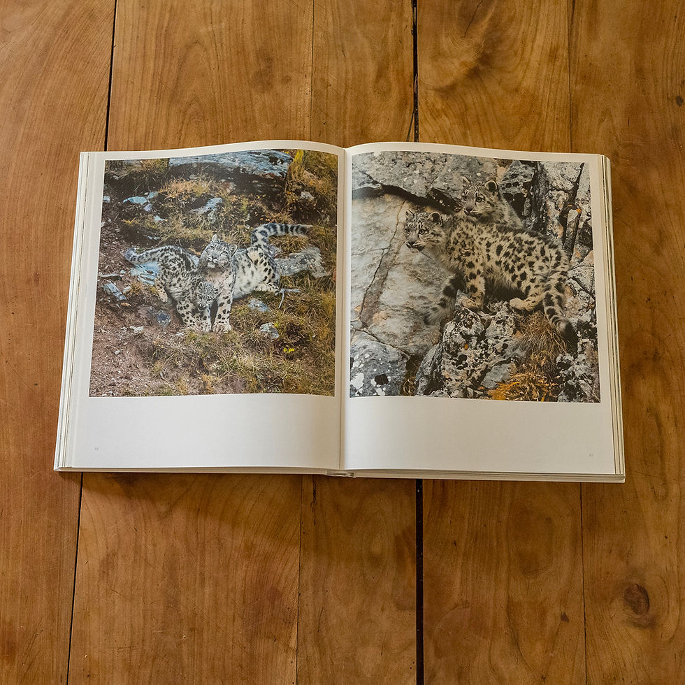 Miniature : Panthère des neiges