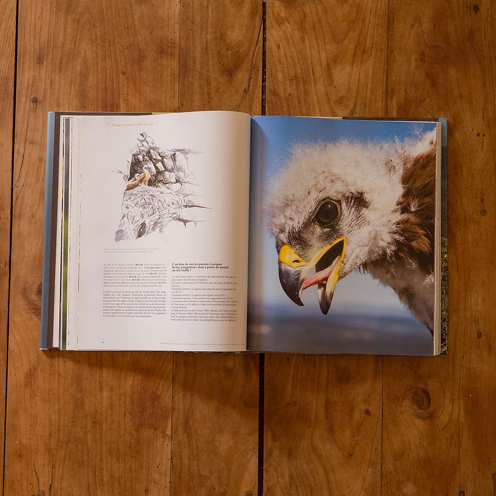 Miniature : Aigle de Bonelli, méditerranéen méconnu