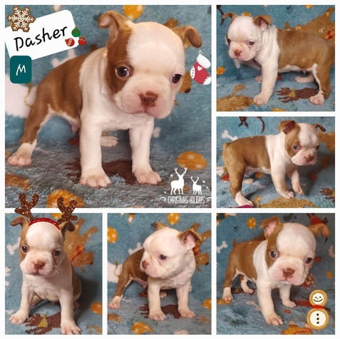 Artic Collection Male - Dasher.jpg