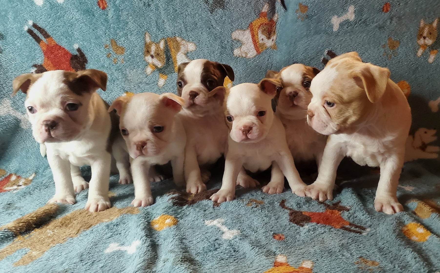 Home | SoujamBostonTerriers