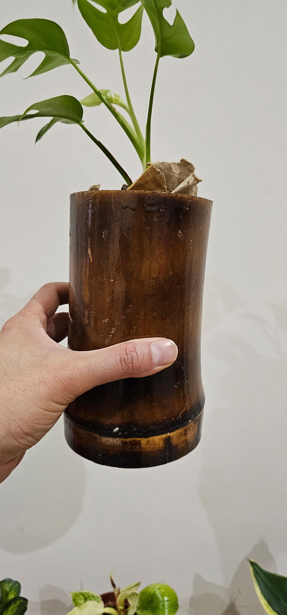 Thumbnail: Bamboo Pole Planter Flamed Lacquered Vase l Cutlery Holder Tumbler l D4xH6" l Sp