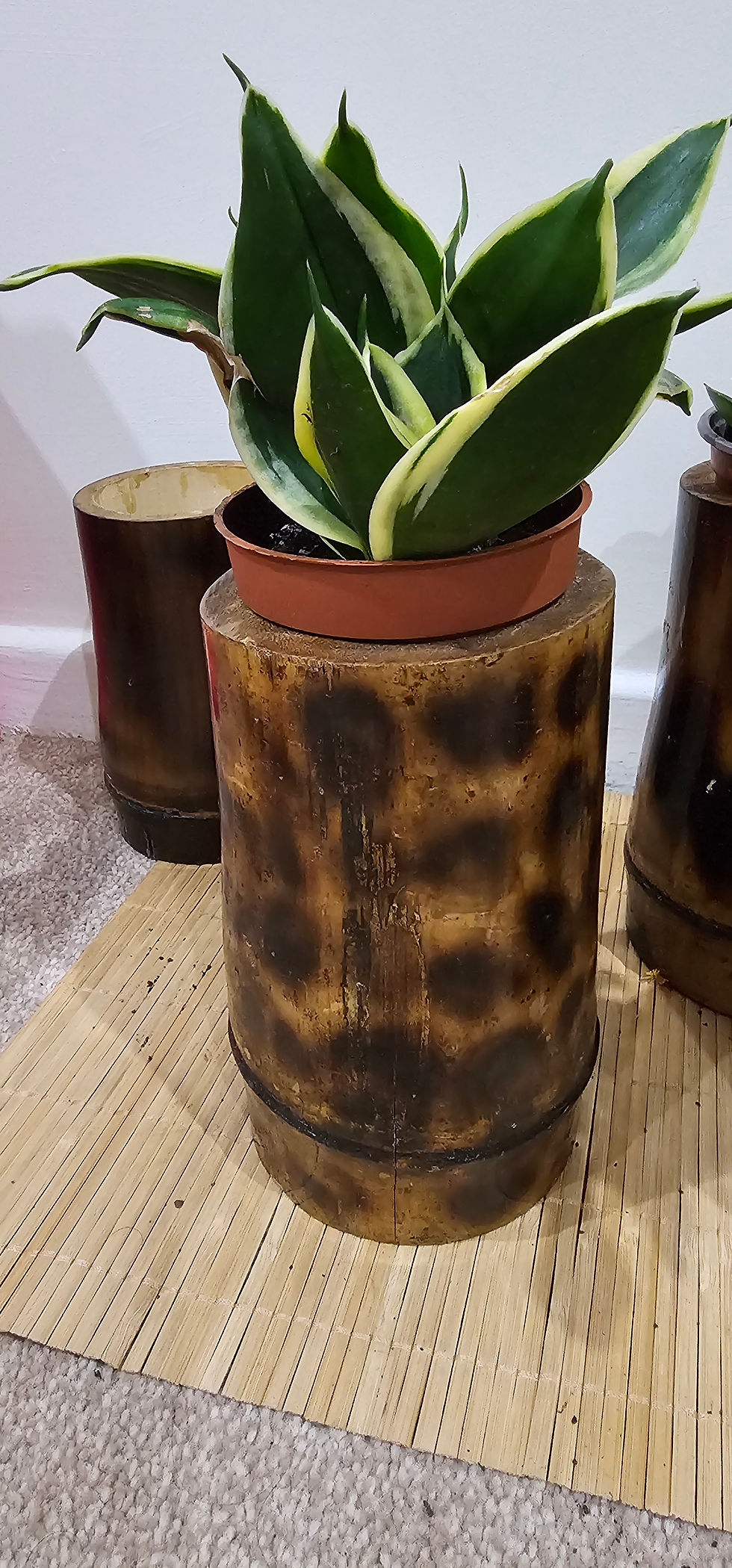 Thumbnail: Bamboo Pole Planter Flamed Lacquered Vase l Cutlery Holder Tumbler l D4xH6" l Sp