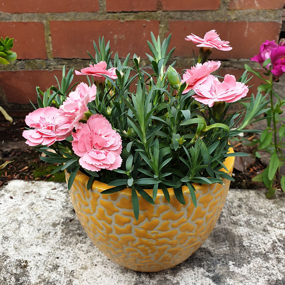 Thumbnail: 5" Bowl cracked egg pattern Planter pot H5D6
