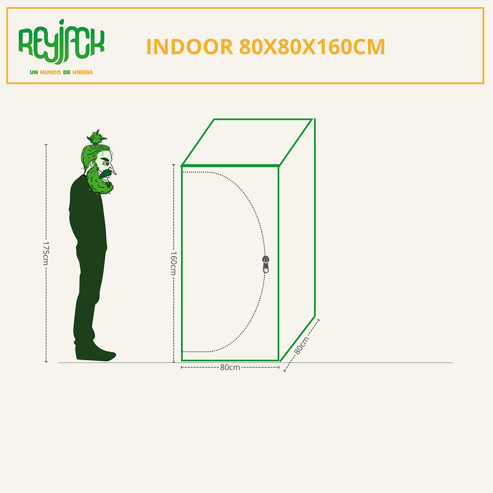Miniatura: Rey Jack Indoors