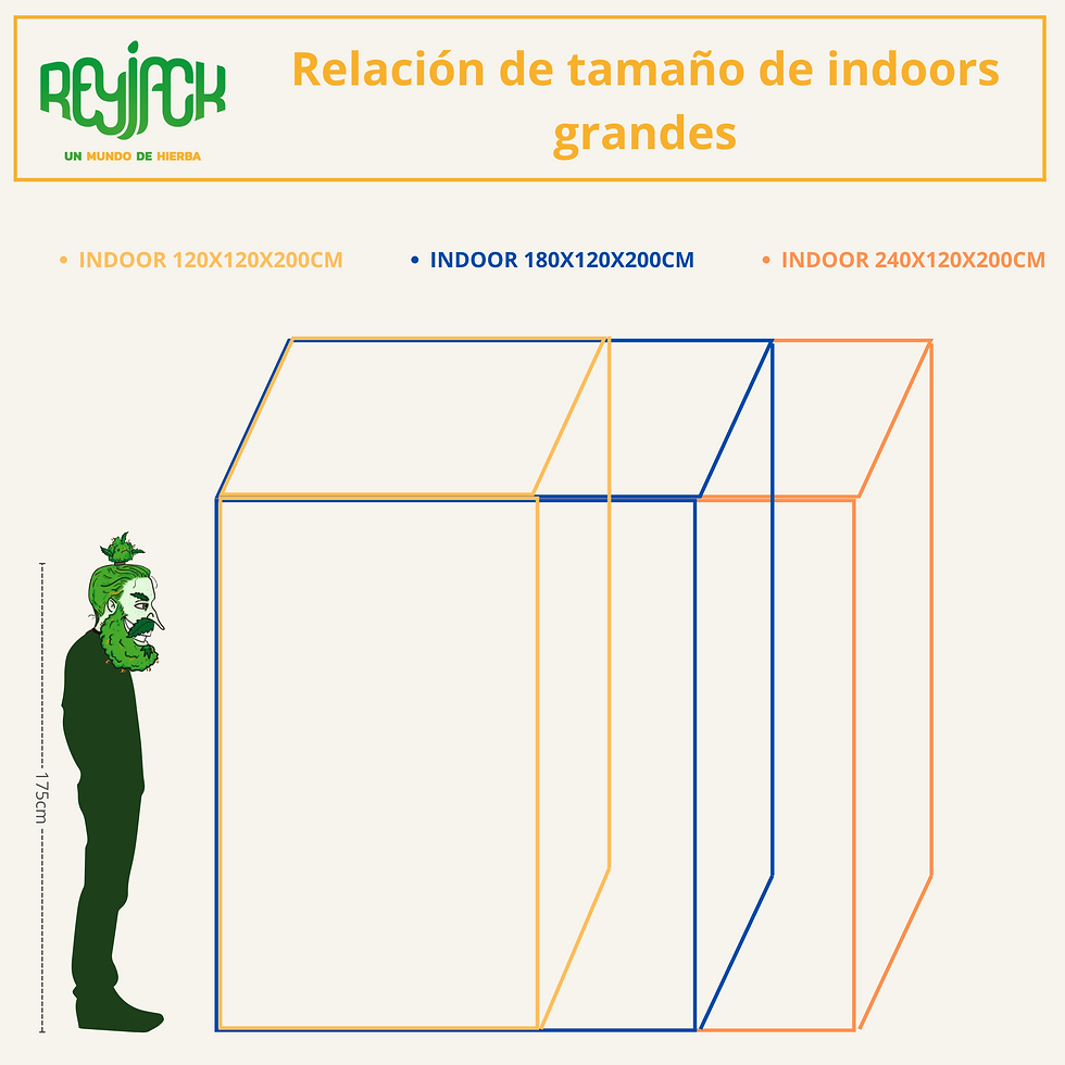 Miniatura: Rey Jack Indoors