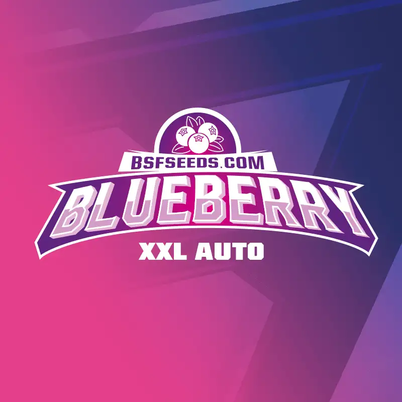 Thumbnail: Blueberry XXL Auto