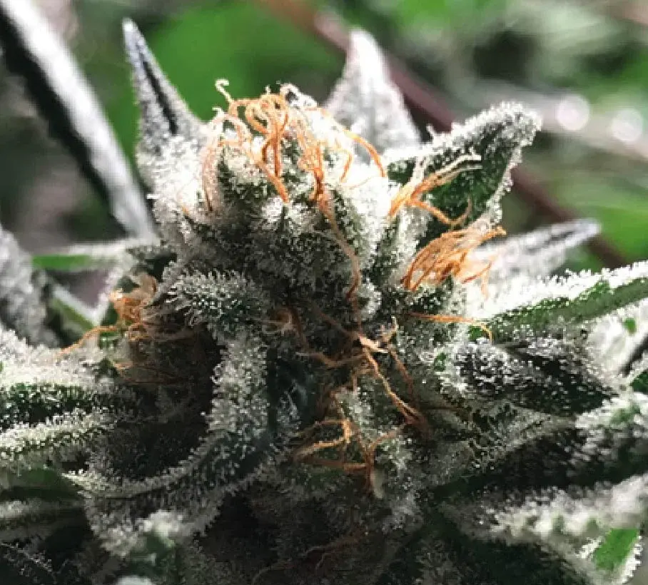 Condor Auto