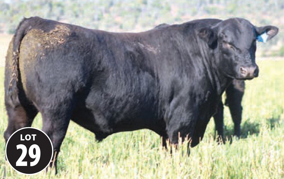 lot29