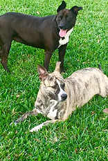 Jaime's pets.jpg
