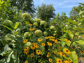 IMG_4803.JPEG