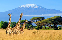 mt-kilimanjaro.jpg
