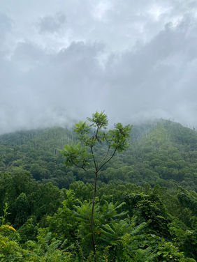 IMG_4461.JPEG