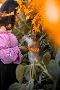Hundehalsband - Gelb - Handgemacht - Shiba Inu - Herbst