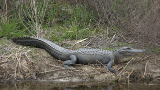 An American alligator in southwest Louisiana. Photo: USFWS Refuge Staff, U.S. Fish and Wildlife Service, public domain, via Wikimedia Commons.