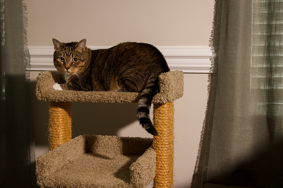 Bouji, a brown tabby cat, resting on his cat tree between two curtains in warm afternoon light.