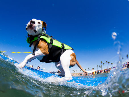 Unleashed by PETCO Surf Dog Competiton