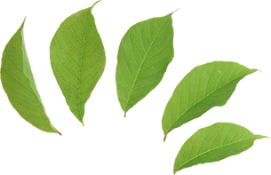 transparent-leaf-green-2.png