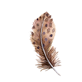 kisspng-bird-feather-euclidean-vector-br