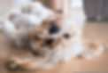 dog-gb86c0a23f_1920.jpg