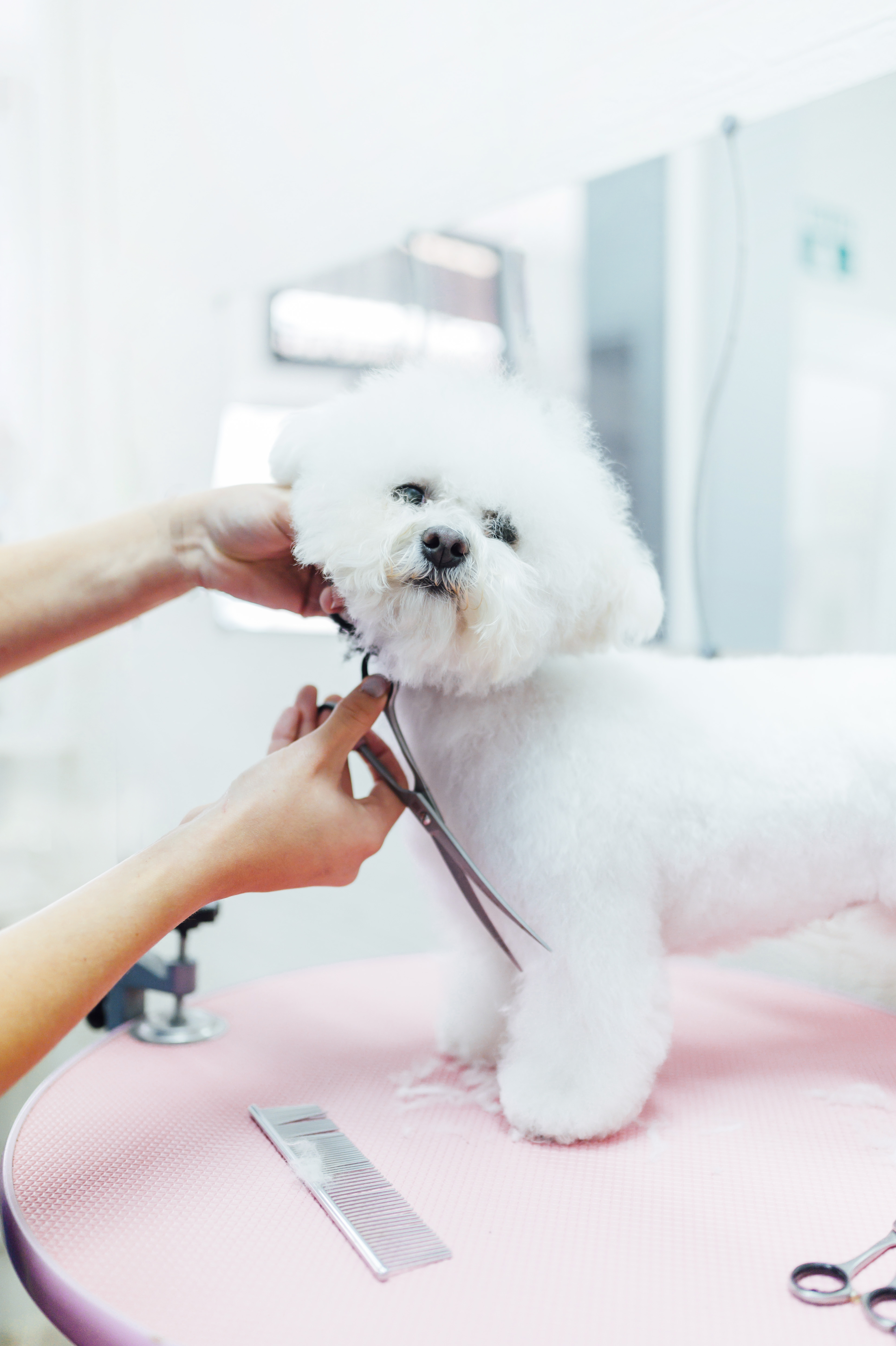 Professional dog grooming at Kokoni Pet Salon