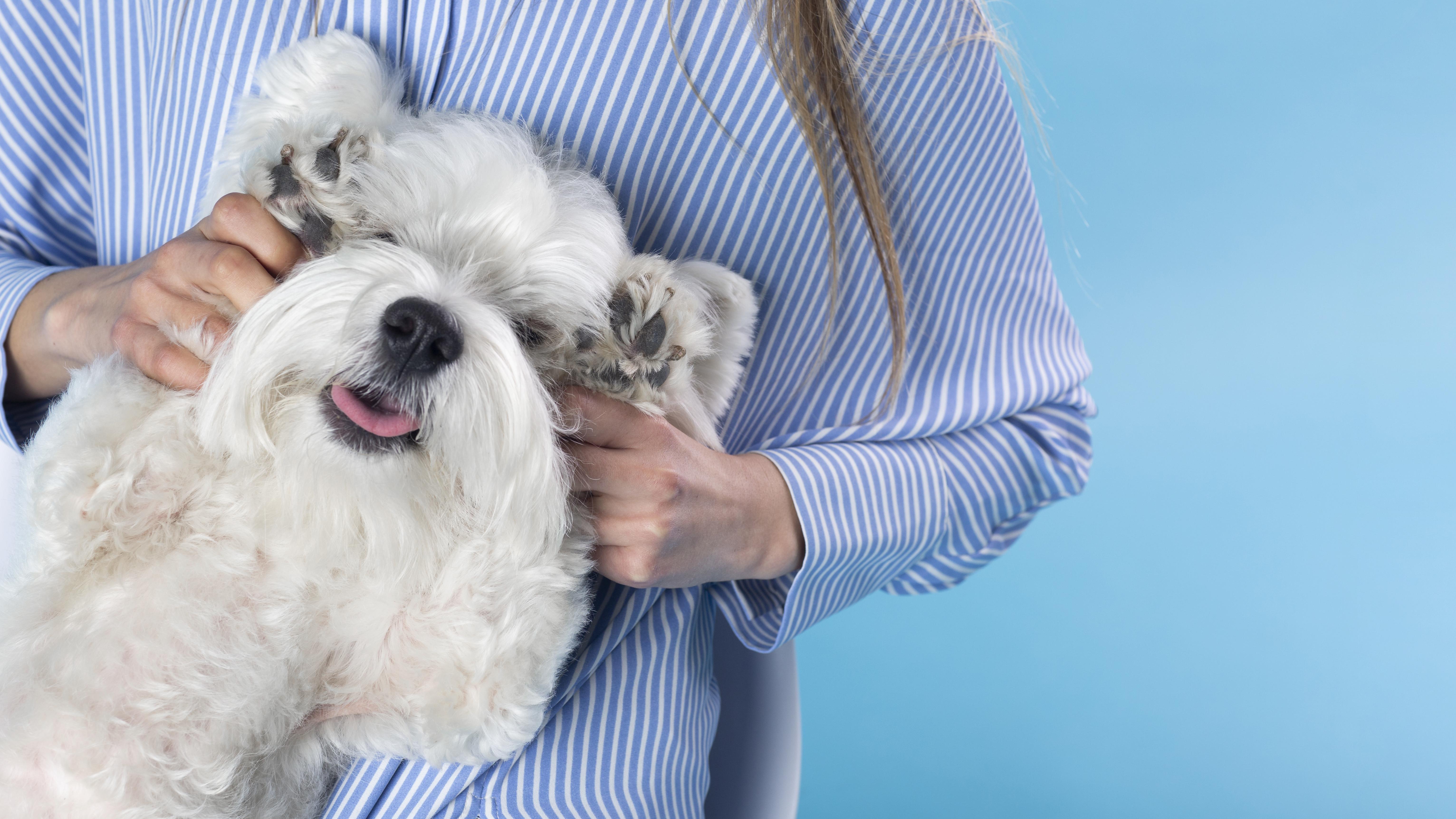 White fluffy dog being groomed at Kokoni Pet Salon