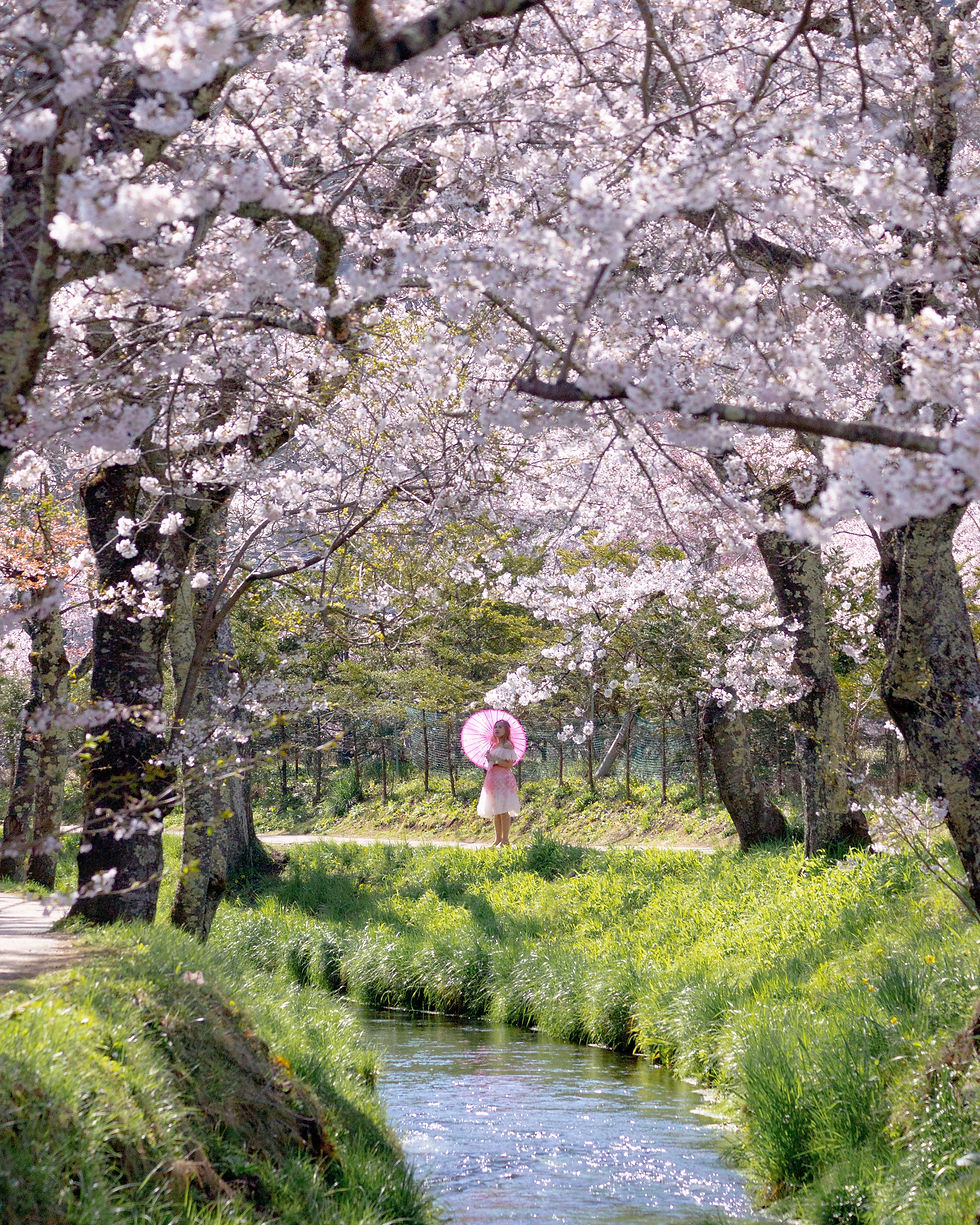 Hoshino Haakkai Spring, Cherry blossoms