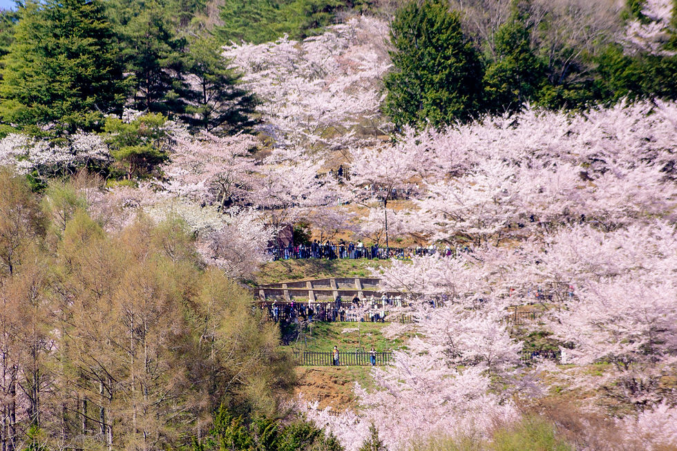 Chureito Pagoda, Arakurayama Sengen Park
