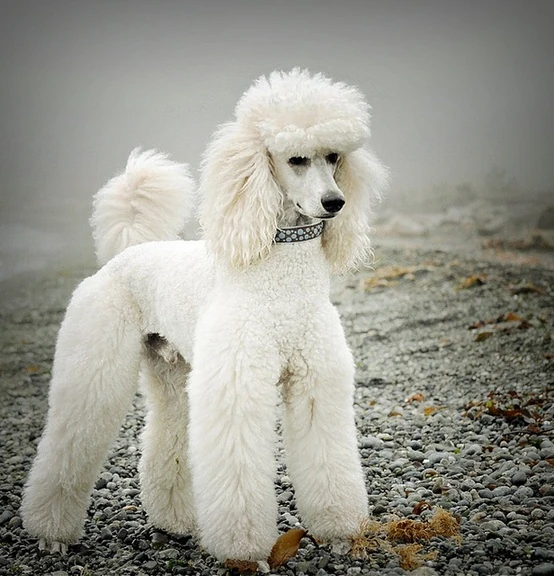 Correa de cuello  Poodle (Caniche)