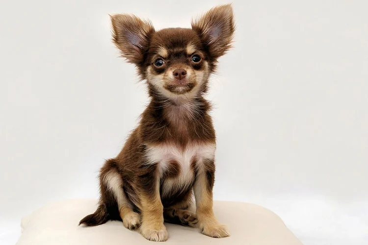 Correa de cuello Chihuahua