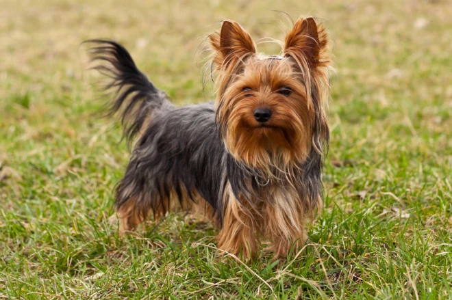 Correa de cuello Yorkshire Terrier