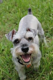 Correa de cuello Schnauzer