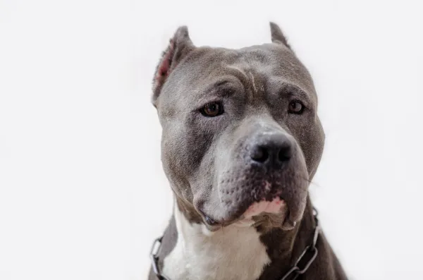 Correa de cuello Pitbull y tipos Bully